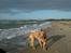 Dogue de bordeaux Betty (sveske) R.I.P. 