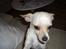 Chihuahua Mischa