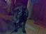 Labrador retriever † Loke †<3 savnet.