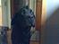 Labrador retriever † Loke †<3 savnet.