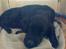 Labrador retriever † Loke †<3 savnet.