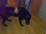 Labrador retriever † Loke †<3 savnet.