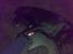 Labrador retriever † Loke †<3 savnet.
