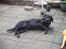 Labrador retriever † Loke †<3 savnet.