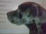 Labrador retriever † Loke †<3 savnet.