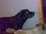 Labrador retriever † Loke †<3 savnet.