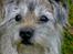 Border terrier † Darwin †