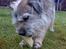 Border terrier † Darwin †