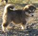 Alaskan malamute Røskva