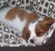 Cavalier king charles spaniel Eilidh