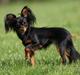 Russisk toy terrier Jaroslavna Mazasis Elfas