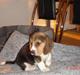 Beagle Bubbles (Død 19/12 - 07)