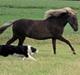 Border collie Tequila (1996-2009)