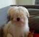Coton de tulear Bella