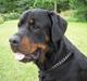 Rottweiler Cæsar