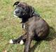 Staffordshire bull terrier Loui