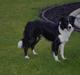 Border collie Mate