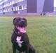 Amerikansk staffordshire terrier Jackie