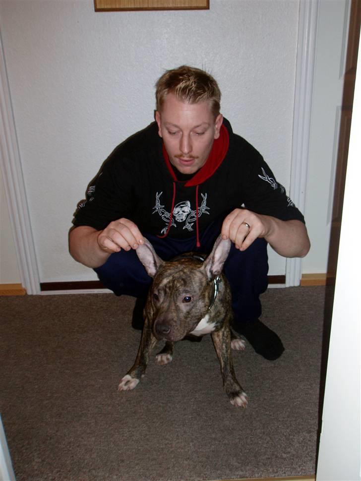 Amerikansk staffordshire terrier Zera(ny ejer Janni) - Jeg er altså ikke DUMBO billede 20