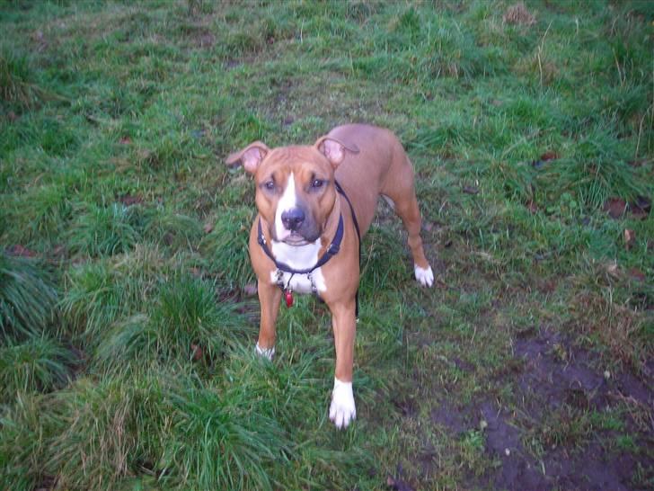 Amerikansk staffordshire terrier Sexy billede 11