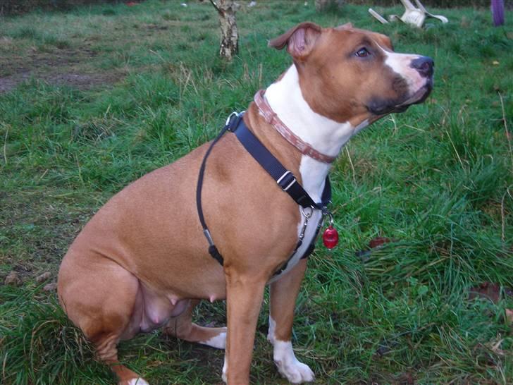 Amerikansk staffordshire terrier Sexy billede 12