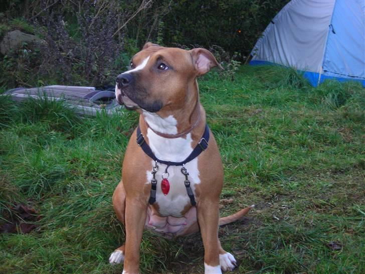 Amerikansk staffordshire terrier Sexy billede 13