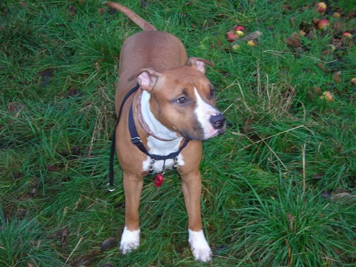Amerikansk staffordshire terrier Sexy billede 14
