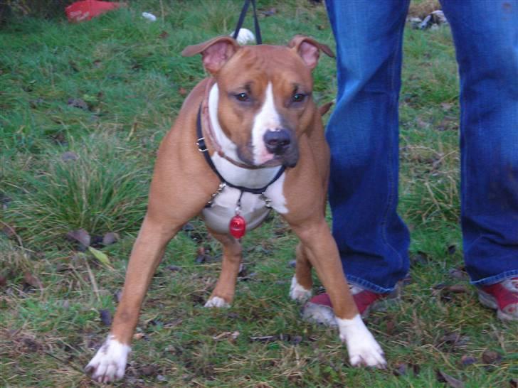 Amerikansk staffordshire terrier Sexy billede 15