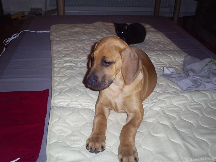 Blanding af racer Luna.. billede 6