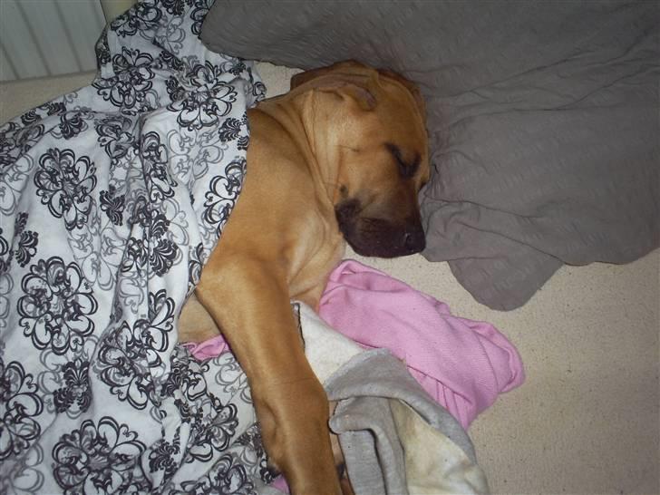 Blanding af racer Luna.. billede 7