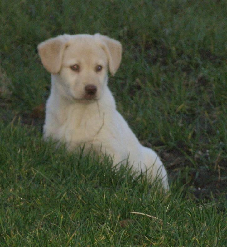 Blanding af racer Neela - Lille Neela 10uger gammel billede 2