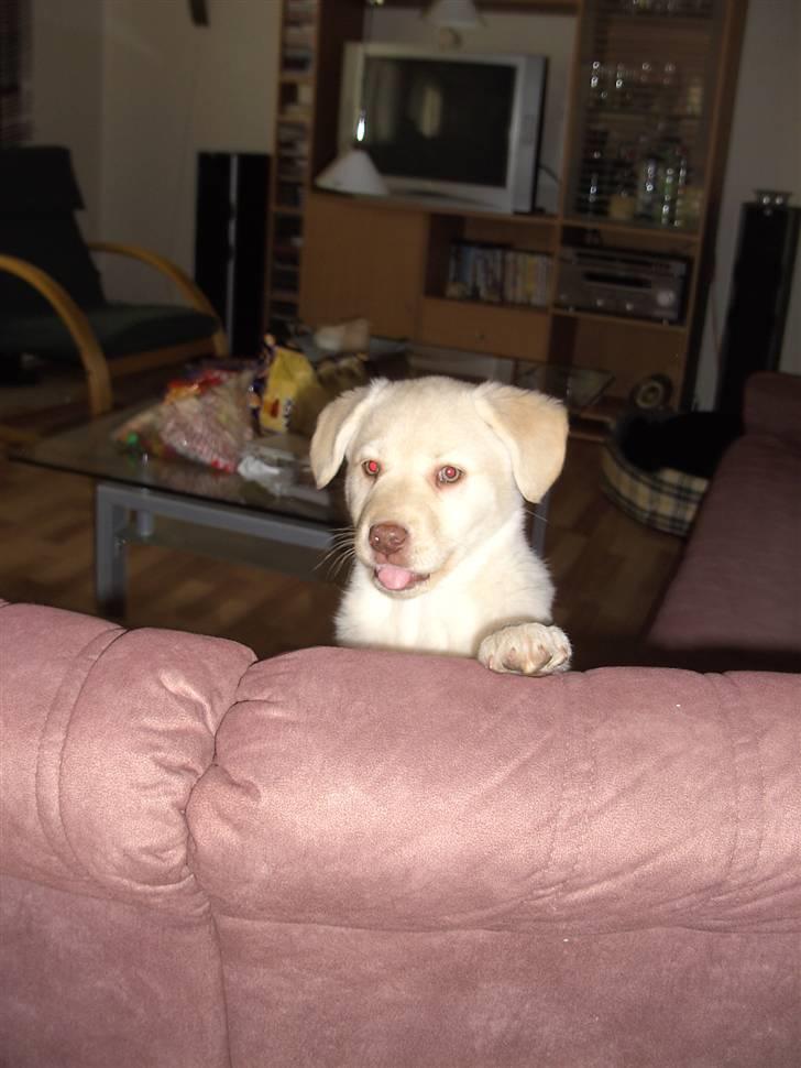 Blanding af racer Neela - Hej billede 3