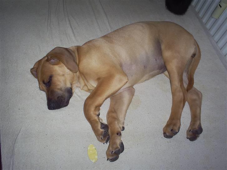 Blanding af racer Luna.. billede 8