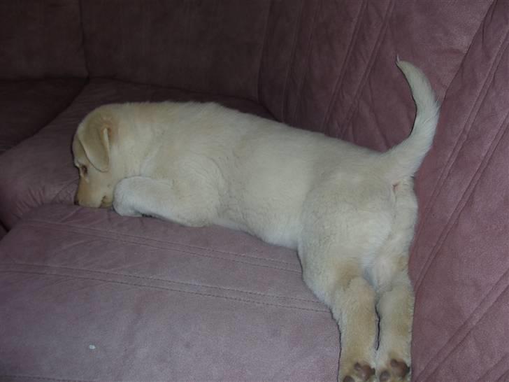 Blanding af racer Neela - Neela er gået kold billede 4