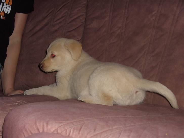 Blanding af racer Neela - Ser lige lidt tv billede 5