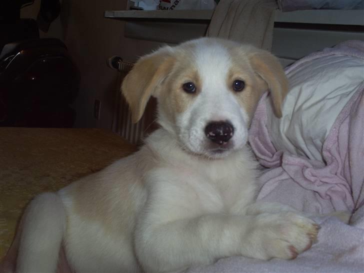 Blanding af racer Balto ...... billede 7