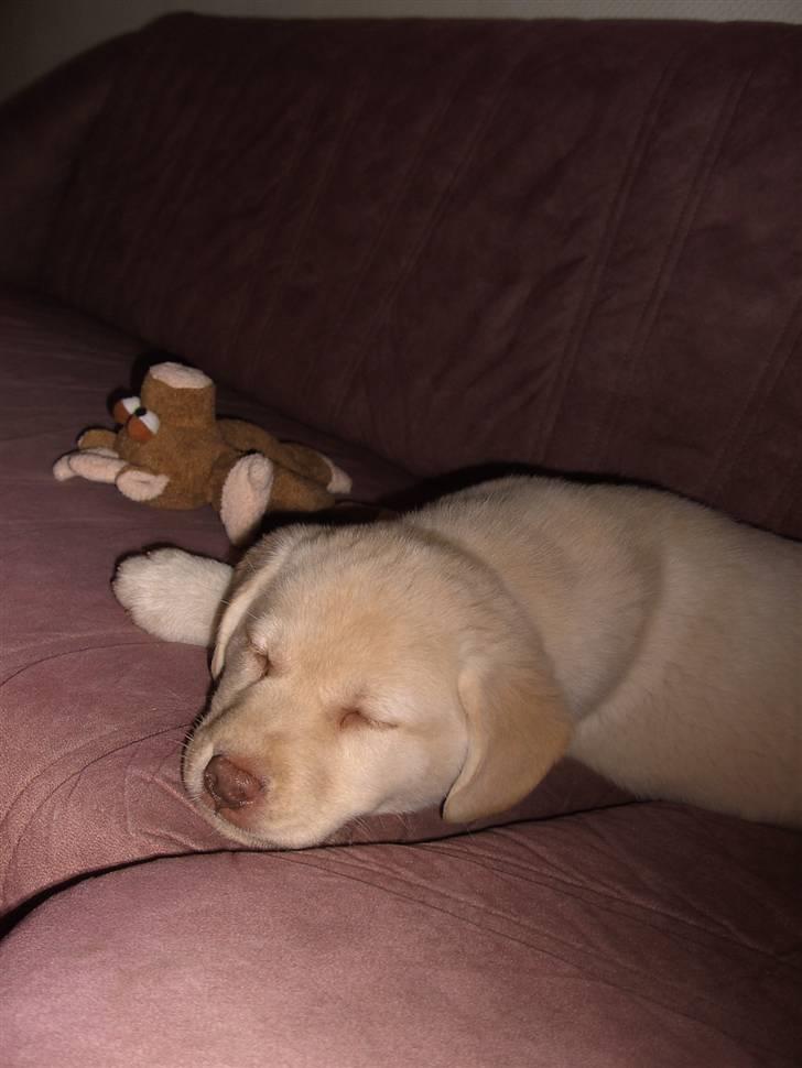 Blanding af racer Neela - Er jeg ikke søøød billede 6