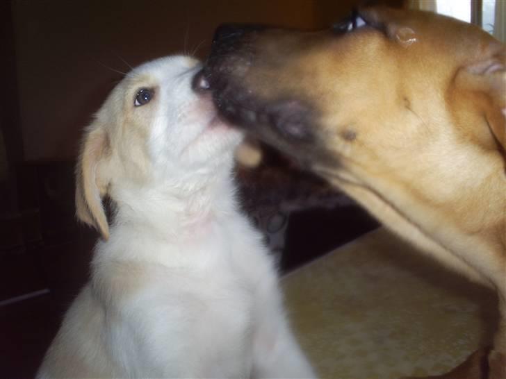 Blanding af racer Balto ...... billede 8