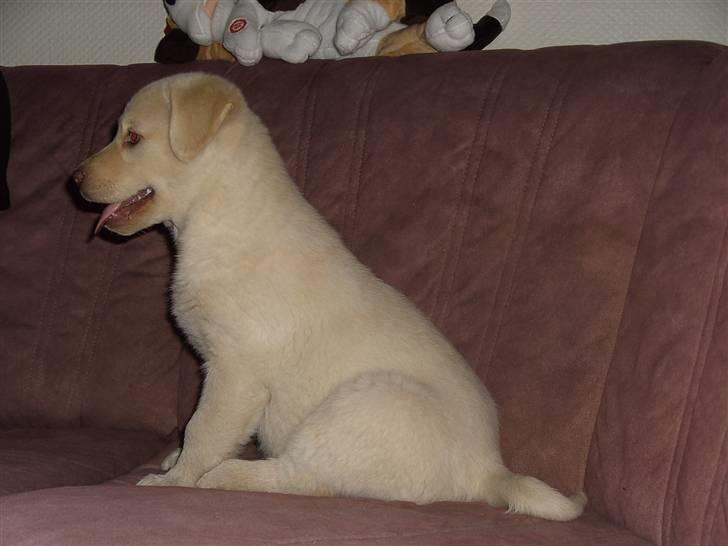 Blanding af racer Neela - Hvad er det de laver? billede 7