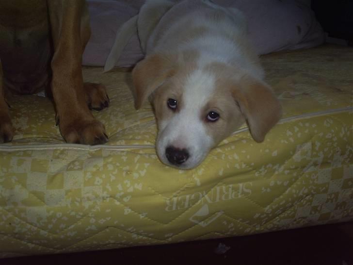 Blanding af racer Balto ...... billede 9