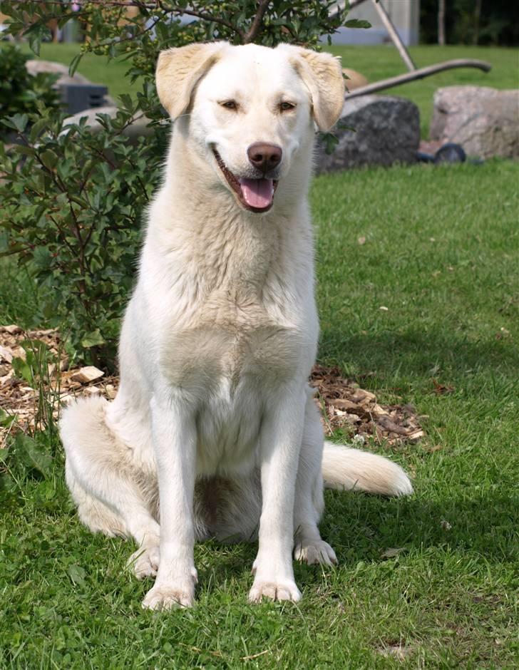 Blanding af racer Neela - Det er hyggeligt at sidde her.. billede 8