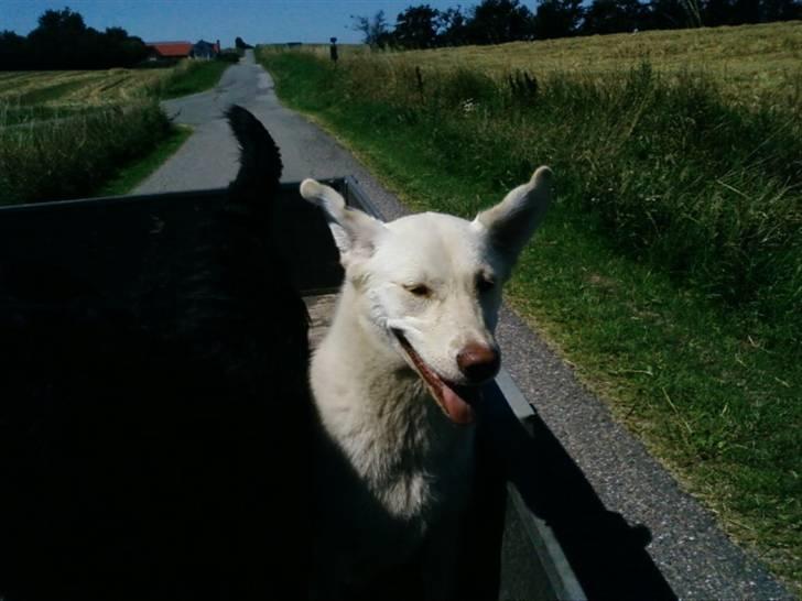 Blanding af racer Neela - Batdog billede 9