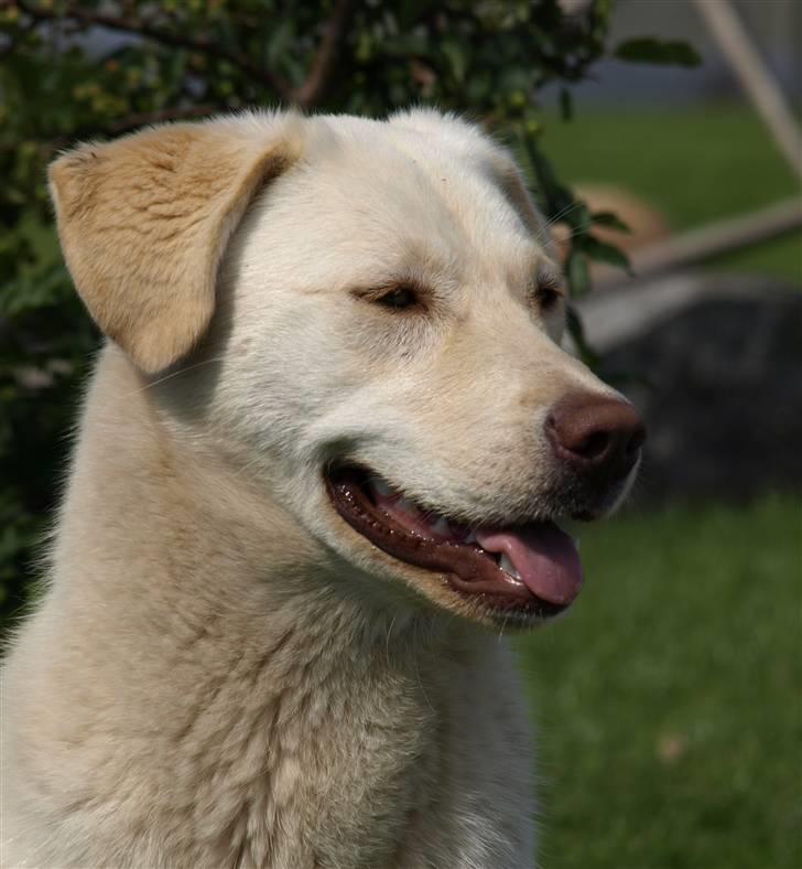 Blanding af racer Neela - Bebsen billede 10