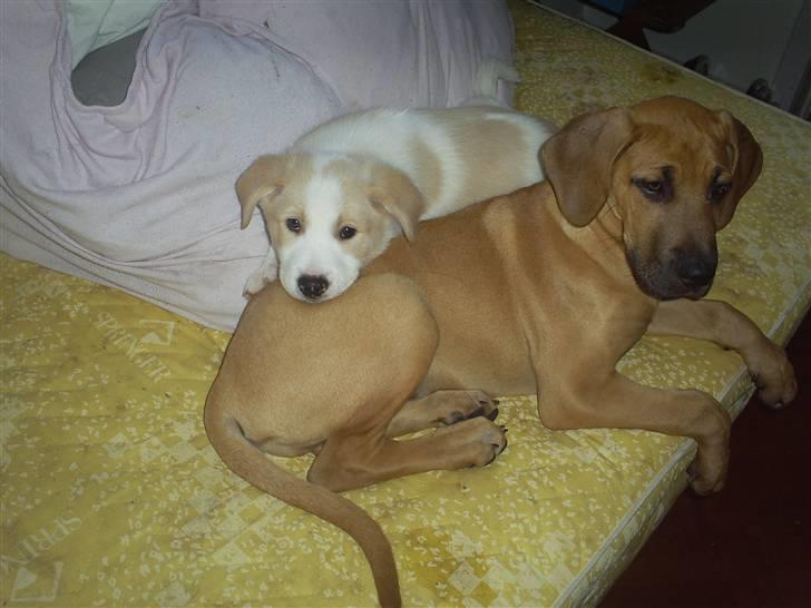 Blanding af racer Balto ...... billede 10