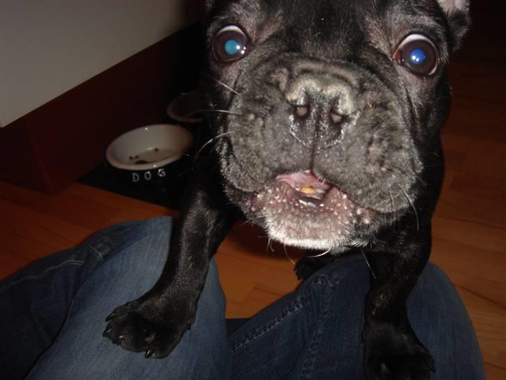 Fransk bulldog Koda (Lancome's Æmmerick) billede 12