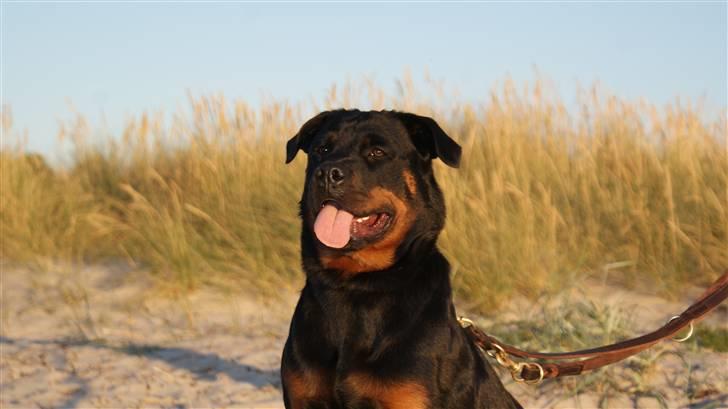 Rottweiler Chica billede 4