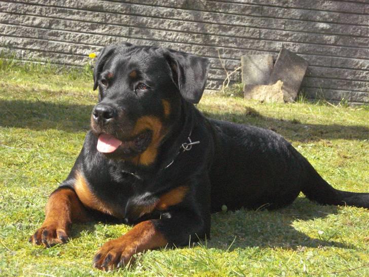 Rottweiler Chica billede 6