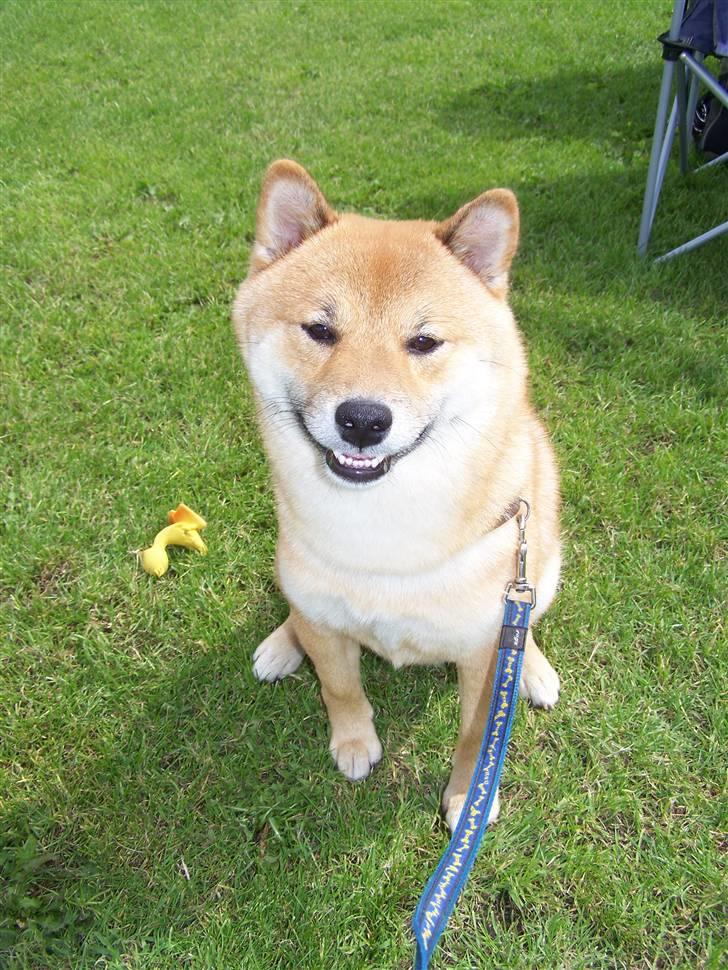 Shiba Shinko *elsket og savnet  - ja smile ka jeg faktisk også billede 20