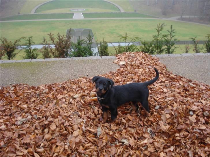 Rottweiler Chica - Chica i skoven, hun er lige ude og lege i en masse blade :)  billede 7