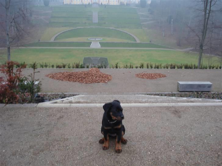 Rottweiler Chica - Chica i skoven. (Ved Ledreborg Slot) billede 8